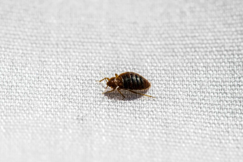 The Cause Of Carpet Bugs (Do You Have These 4 Types Of Creepy Crawlies