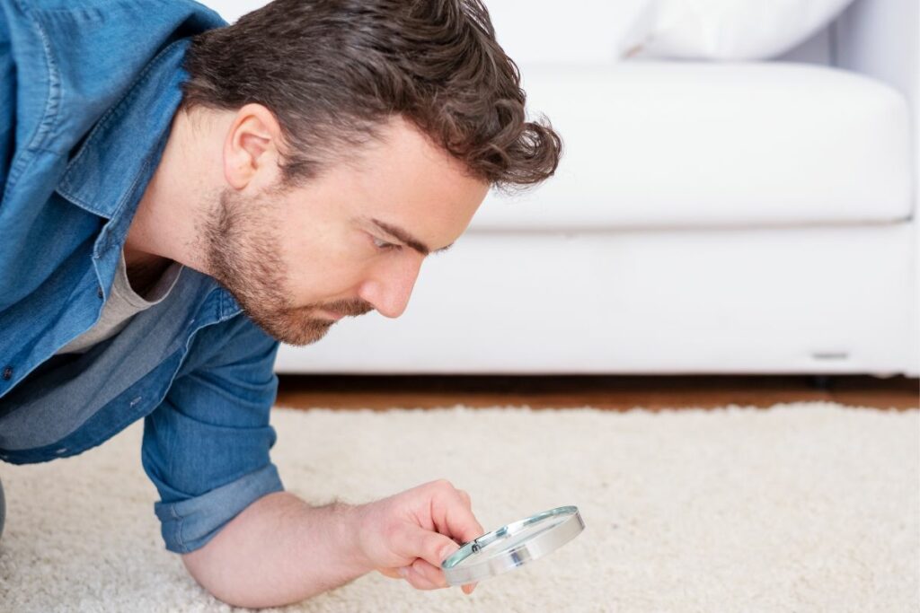 The Cause Of Carpet Bugs (Do You Have These 4 Types Of Creepy Crawlies In Your Carpet?) Ryalux